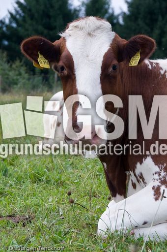 Hausrind (108 von 174).jpg